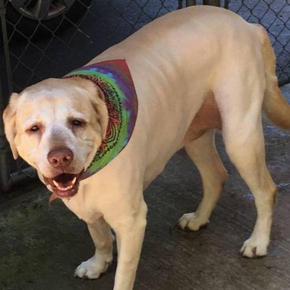 Meet your Posher, Amber - Picture 1 of 1